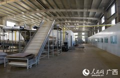 横州茉莉花买卖通过“横州数字茉莉”平